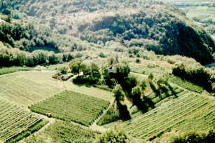 Auer: small church in the vineyards