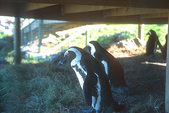 Bettys Bay colony of African penguins at Stony Point 1