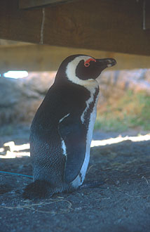 Bettys Bay colony of African penguins at Stony Point 2