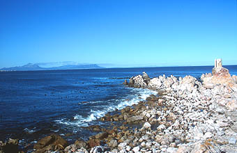 Bettys Bay colony of African penguins at Stony Point panorama