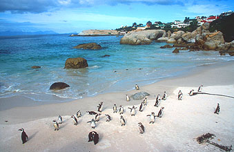 Boulders Beach penguin colony 1
