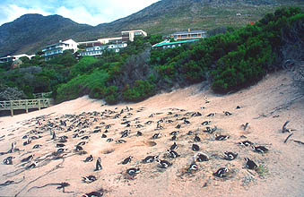 Boulders Beach penguin colony 2