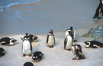 Boulders Beach penguin colony 4