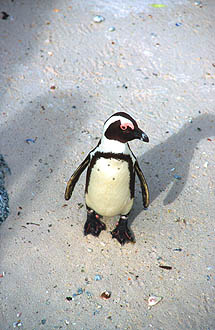 Boulders Beach penguin colony 5