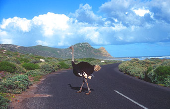 Cape Town Cape of Good Hope Nature Reserve ostrich crossing street