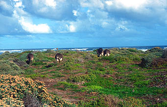 Cape Town Cape of Good Hope Nature Reserve ostriches feeding