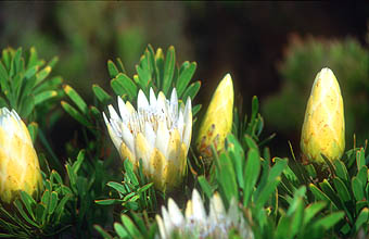 Cape Town Cape of Good Hope Nature Reserve protea flower 2