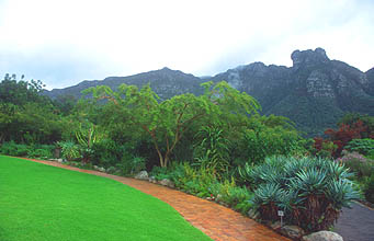 Cape Town Kirstenbosch Botanical Gardens 2