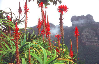 Cape Town Kirstenbosch Botanical Gardens red-hot pokers flower