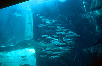 Cape Town Waterfront Two Oceans Aquarium predators sharks 1