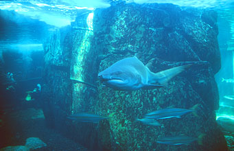 Cape Town Waterfront Two Oceans Aquarium predators sharks 2