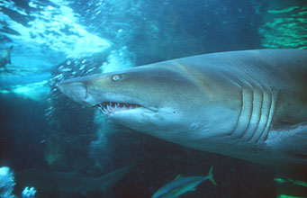 Cape Town Waterfront Two Oceans Aquarium predators sharks 3