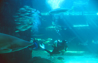 Cape Town Waterfront Two Oceans Aquarium predators sharks with divers 1