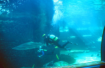 Cape Town Waterfront Two Oceans Aquarium predators sharks with divers 2
