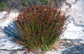 Cape Town vegetation on Table Mountain 1