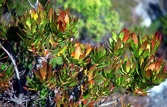 Cape Town vegetation on Table Mountain 2