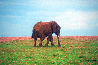 Garden Route Game Lodge at Albertinia African Elephant