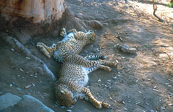 Little Karoo Oudtshoorn Cango Wildlife Ranch Cheetahland sleeping Cheetahs