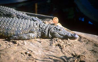 Little Karoo Oudtshoorn Cango Wildlife Ranch Cheetahland sleeping crocodile