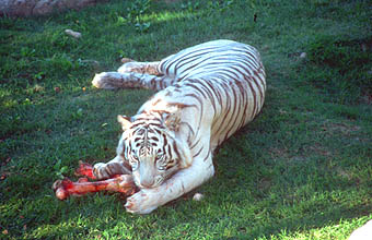 Little Karoo Oudtshoorn Cango Wildlife Ranch Cheetahland white tiger