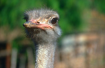 Little Karoo Oudtshoorn Ostrich 1
