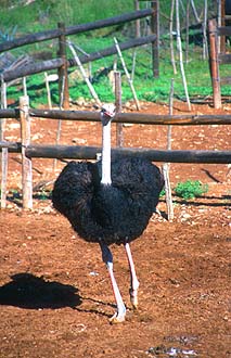 Little Karoo Oudtshoorn Ostrich 2