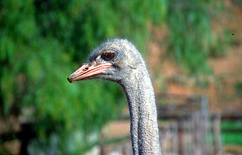 Little Karoo Oudtshoorn Ostrich 3