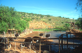 Little Karoo Oudtshoorn Ostrich farm 1.