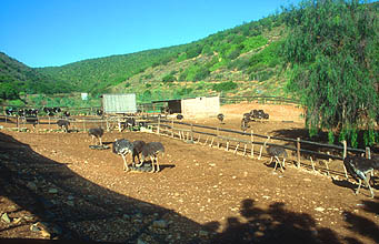 Little Karoo Oudtshoorn Ostrich farm 12