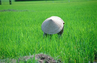 Hue working in the rice field