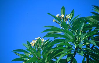 Bali Frangipani flowers