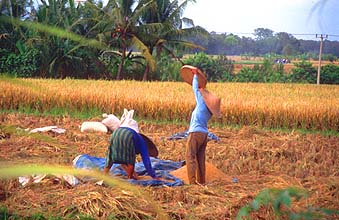 Rice harvest near Tanah Lot Temple
