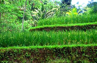 Rice terraces near Gunung Kawi Temple