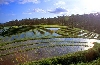 Rice terraces near Pupuan 1