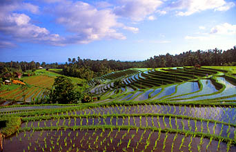 Rice terraces near Pupuan 2