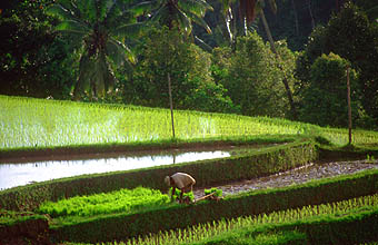 Rice terraces near Pupuan planting 1