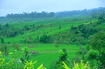 Rice terraces on the road to Bedugul