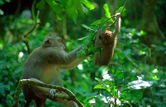 Bali Ubud Monkey forest monkeys on a tree