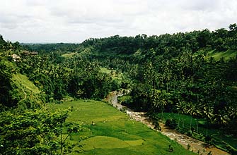 View from a Restaurant-terrace near Ubud, Bali, Indonesia