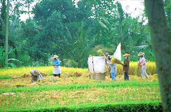 Bali rice harvest near Ubud