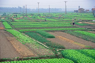 Hanoi - salad fields