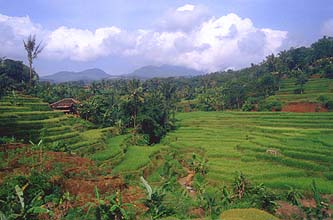 Rice-Terraces near Bandung, Java, Indonesia