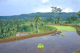 Rice-terraces near Yogyakarta, Java, Indonesia