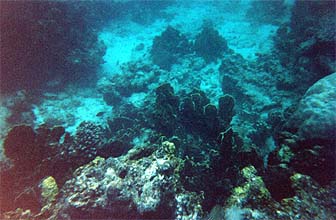Underwater Photo from Pee Pee Le Island