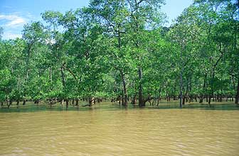 Sarawak - Bako National Park - Mangrove swamps