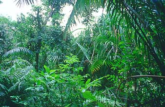 Sarawak - Bako National Park - Tropical rainforest 1