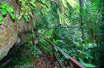 Sarawak - Bako National Park - Tropical rainforest 2