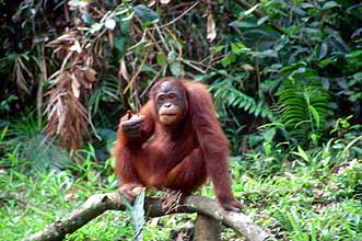 Semenggoh Wildlife Rehabilitation Centre - Orang-utan eating bananas