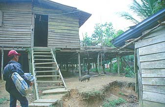 Iban Longhouse entrance with pigs