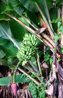 Banana plant